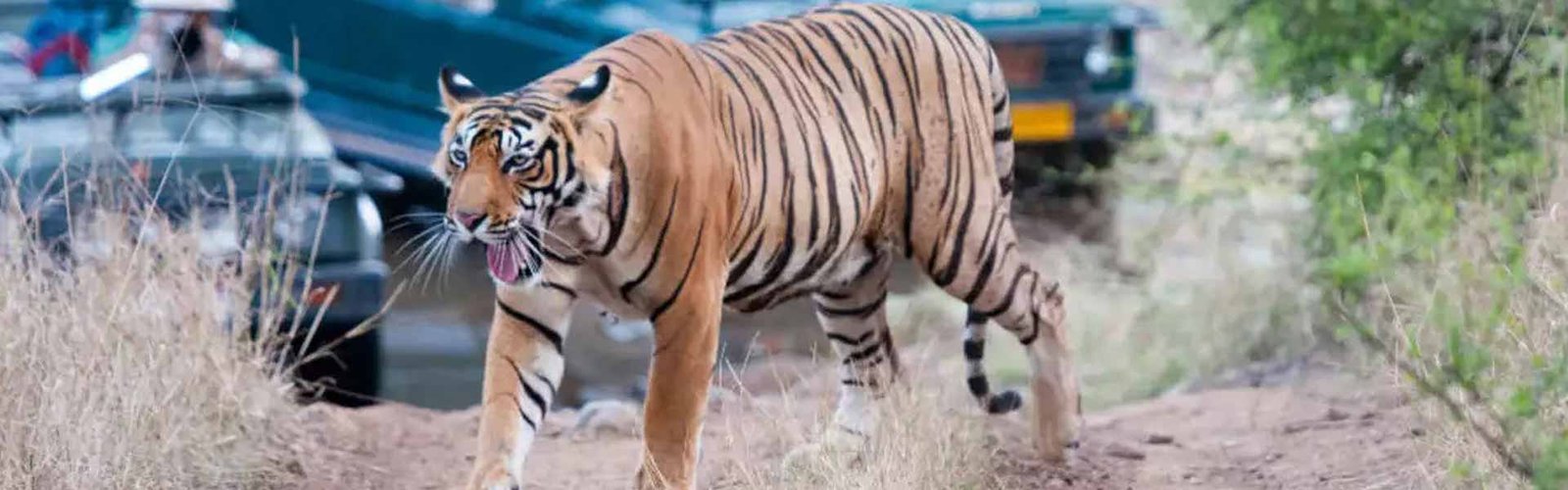 ranthambore-car-rental